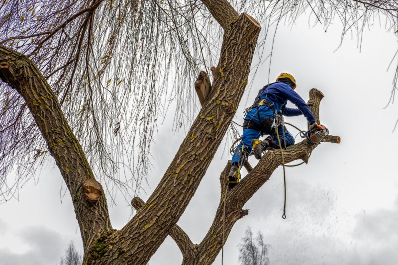 Tree Trimming