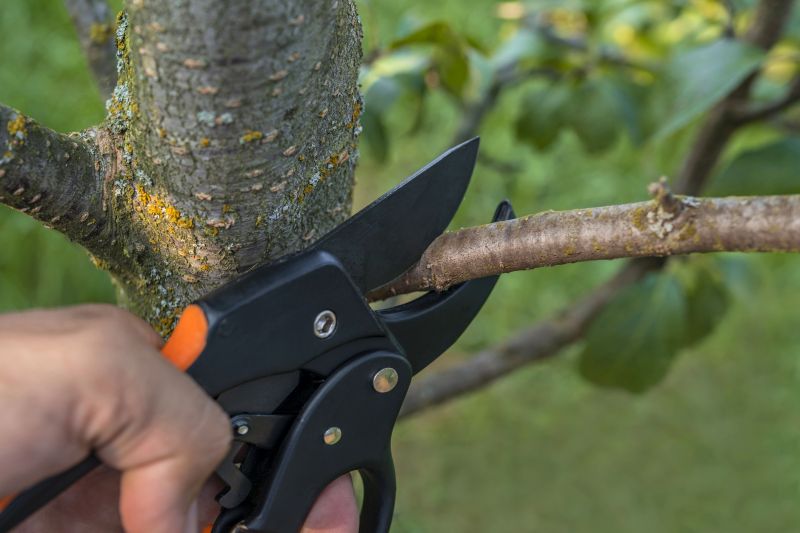 Tree Pruning Process