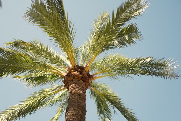 Palm Tree Pruning in Athens