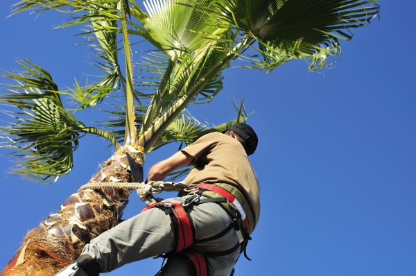 Palm Tree Trimming in Athens