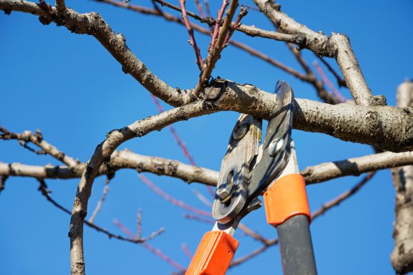 Residential Tree Service in Athens