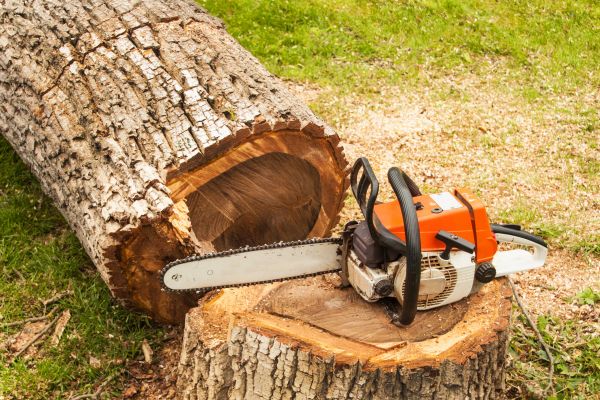 Tree Cutting Service in Athens