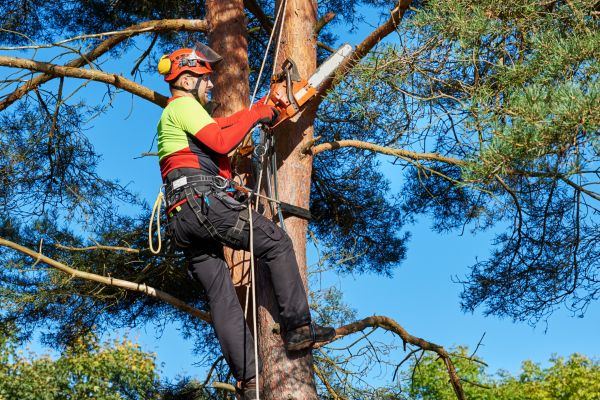 Tree Service in Athens