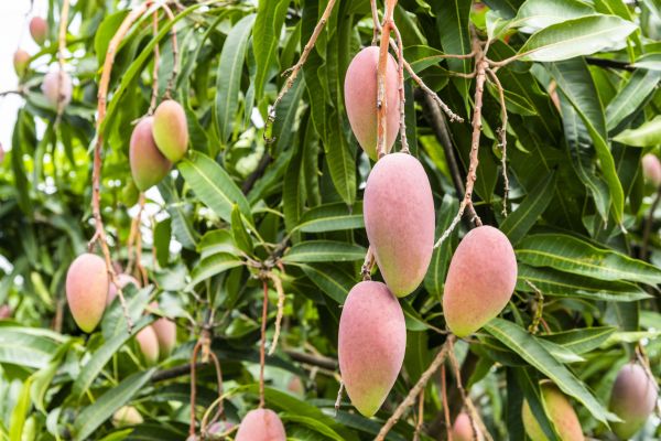 Cost of Mango Tree Trimming in Athens