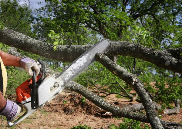 Cost of Tree Branch Cutting in Athens