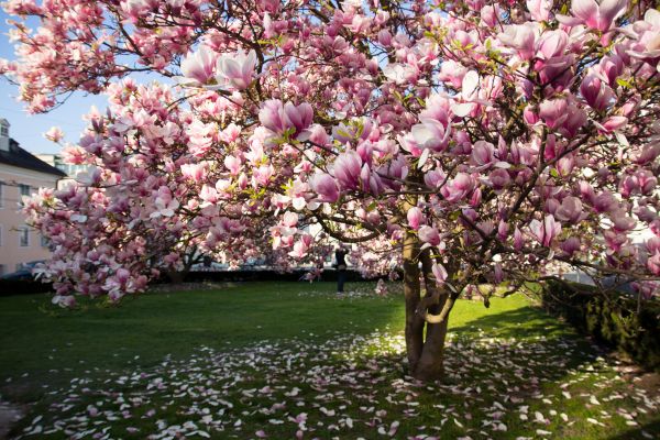 Ornamental Tree Pruning in Athens