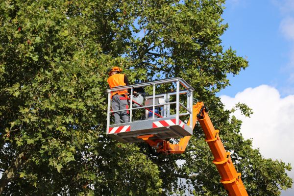 Commercial Tree Service in Athens