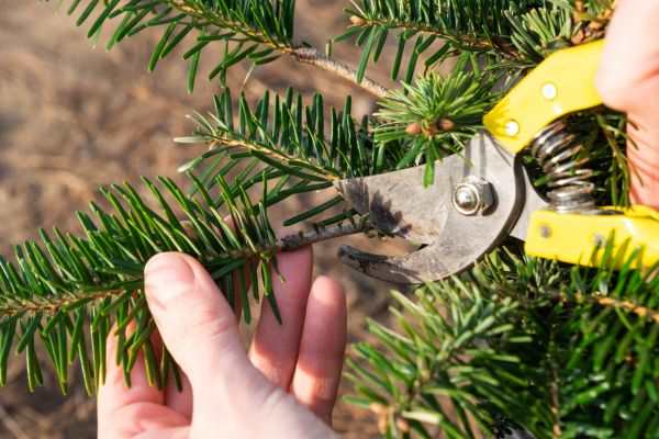 Pine Tree Pruning in Athens