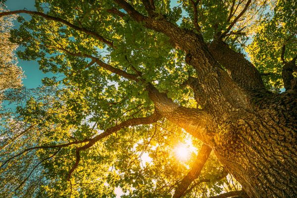 Cost of Oak Tree Pruning in Athens