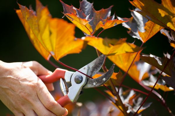 Cost of Maple Tree Pruning in Athens