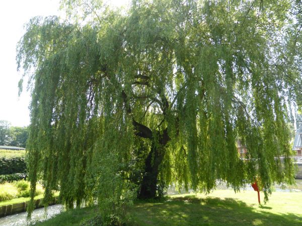 Cost of Willow Tree Trimming in Athens