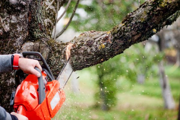 Cost of Tree Limbs Removal in Athens