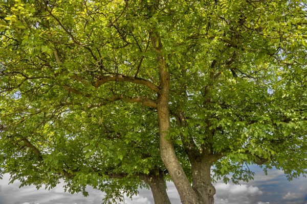 Cost of Walnut Tree Trimming in Athens