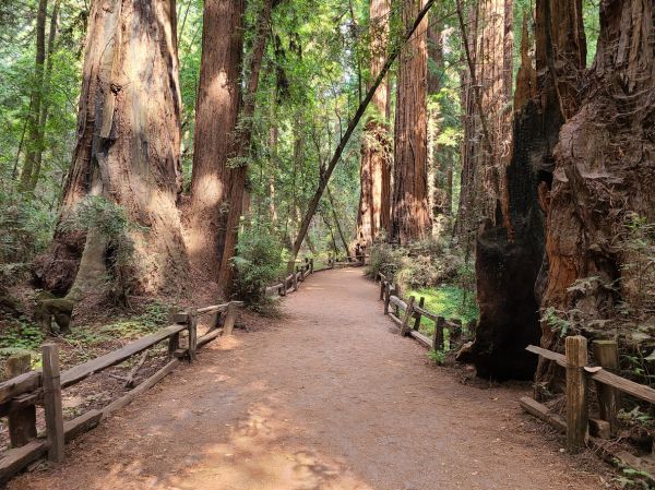 Cost of Redwood Tree Pruning in Athens