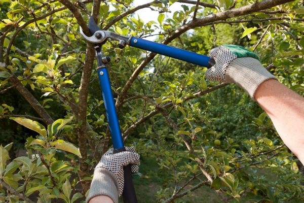 Cost of Residential Tree Pruning in Athens