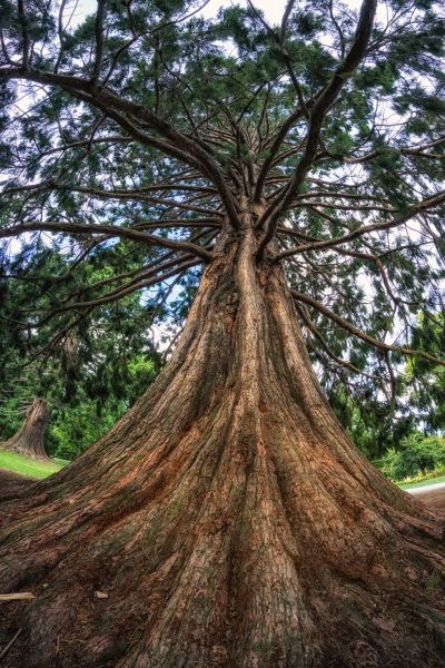 Cost of Cedar Tree Pruning in Athens