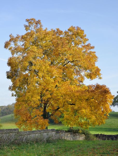 Cost of Hickory Tree Trimming in Athens