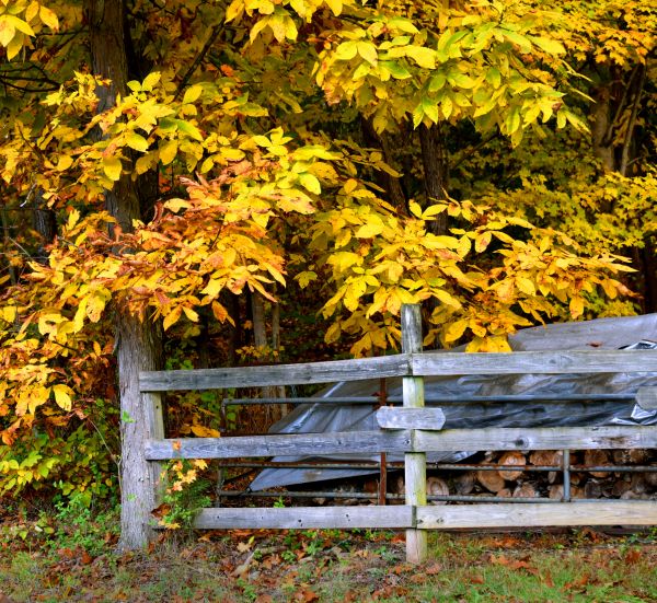 Cost of Hickory Tree Pruning in Athens