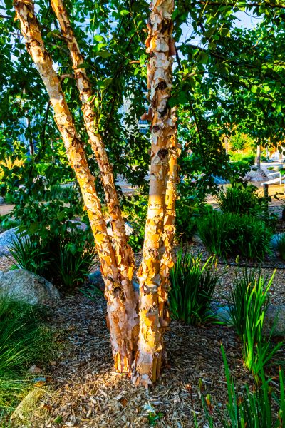Cost of River Birch Trimming in Athens