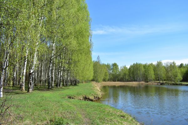 Cost of River Birch Pruning in Athens