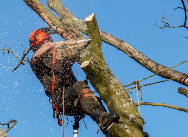 Tree Trimming Service in Athens