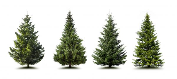 Cost of Pine Tree Trimming in Athens