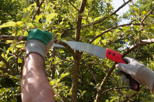 Apple Tree Trimming in Athens